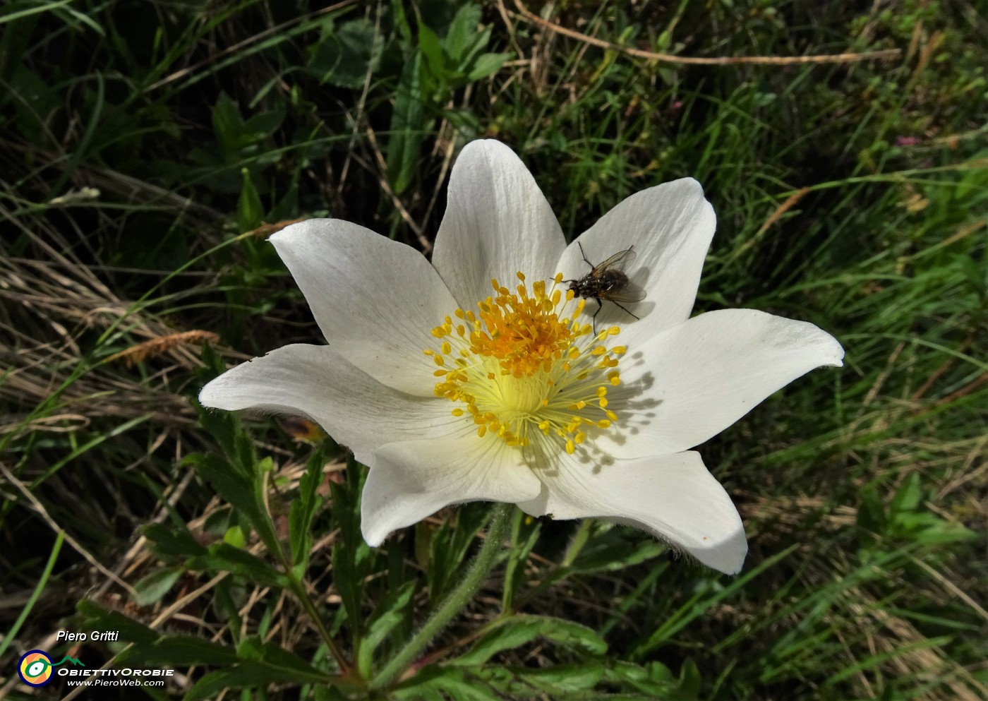 09 Pulsatilla alpina con ospite.JPG